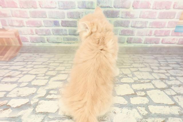 東京都のラガマフィン (Coo&RIKU福生店/2025年9月26日生まれ/男の子/クリームタビー)の子猫の4枚目の画像