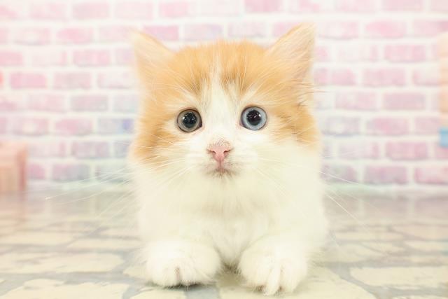 神奈川県のラガマフィン (Coo&RIKU平塚店/2025年9月26日生まれ/女の子/レッドタビーホワイト)の子猫の1枚目の画像