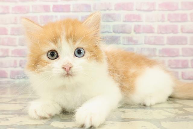 神奈川県のラガマフィン (Coo&RIKU平塚店/2025年9月26日生まれ/女の子/レッドタビーホワイト)の子猫の2枚目の画像