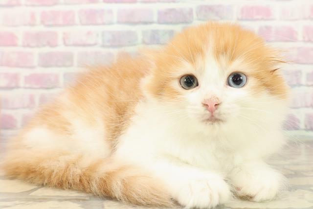 神奈川県のラガマフィン (Coo&RIKU平塚店/2025年9月26日生まれ/女の子/レッドタビーホワイト)の子猫の3枚目の画像