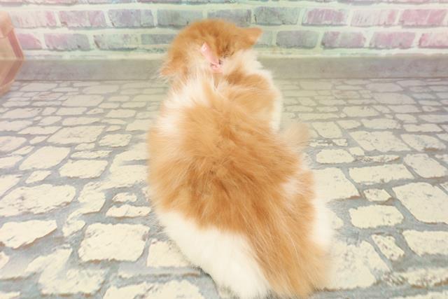 神奈川県のラガマフィン (Coo&RIKU平塚店/2025年9月26日生まれ/女の子/レッドタビーホワイト)の子猫の4枚目の画像