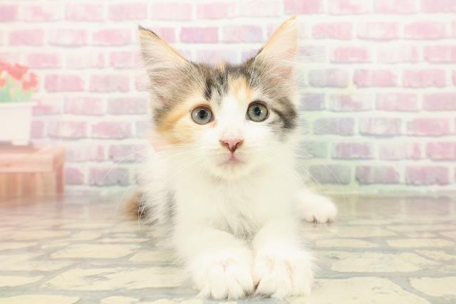 神奈川県のメインクーン (Coo&RIKU秦野店/2025年9月11日生まれ/女の子/キャリコ)の子猫