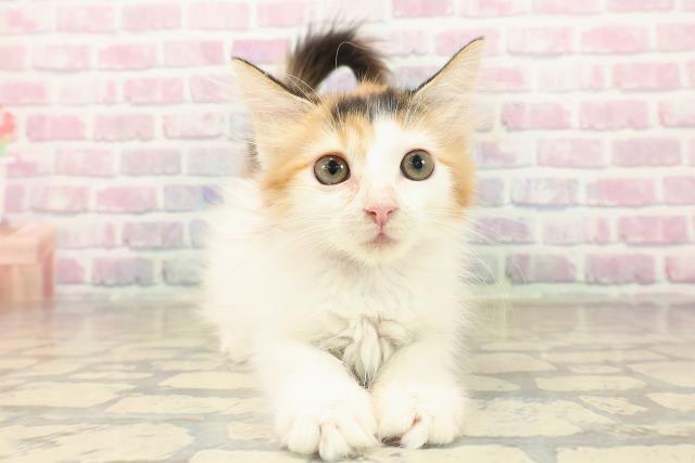 神奈川県のメインクーン (Coo&RIKU江の島店/2025年9月11日生まれ/女の子/キャリコ)の子猫の1枚目の画像