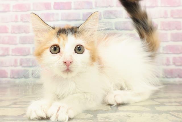 神奈川県のメインクーン (Coo&RIKU江の島店/2025年9月11日生まれ/女の子/キャリコ)の子猫の2枚目の画像