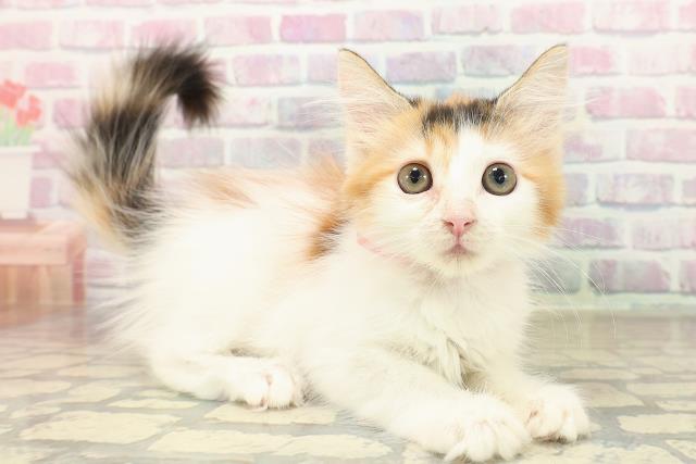 神奈川県のメインクーン (Coo&RIKU江の島店/2025年9月11日生まれ/女の子/キャリコ)の子猫の3枚目の画像