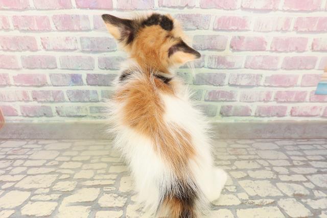 神奈川県のメインクーン (Coo&RIKU江の島店/2025年9月11日生まれ/女の子/キャリコ)の子猫の4枚目の画像