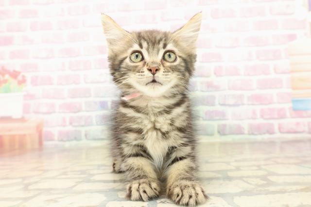 栃木県のメインクーン (Coo&RIKUFKDインターパーク店/2025年9月11日生まれ/女の子/ブラウンタビー)の子猫の1枚目の画像