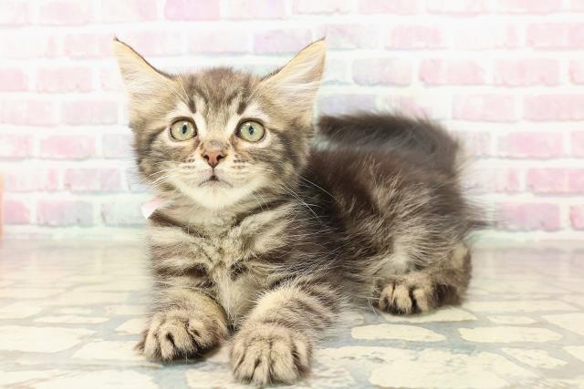 栃木県のメインクーン (Coo&RIKUFKDインターパーク店/2025年9月11日生まれ/女の子/ブラウンタビー)の子猫の2枚目の画像