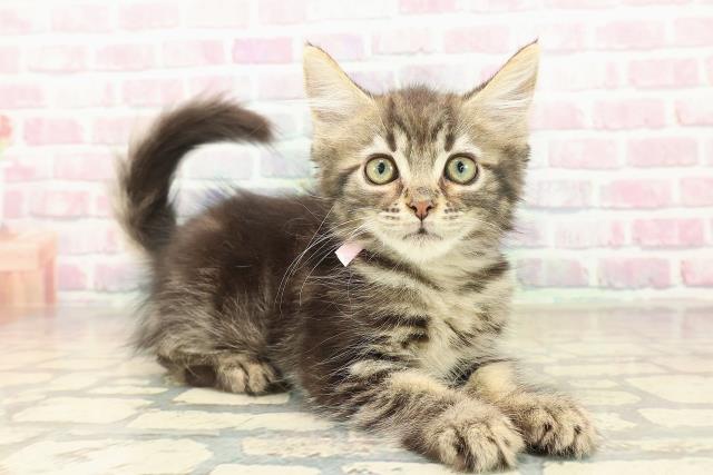 栃木県のメインクーン (Coo&RIKUFKDインターパーク店/2025年9月11日生まれ/女の子/ブラウンタビー)の子猫の3枚目の画像