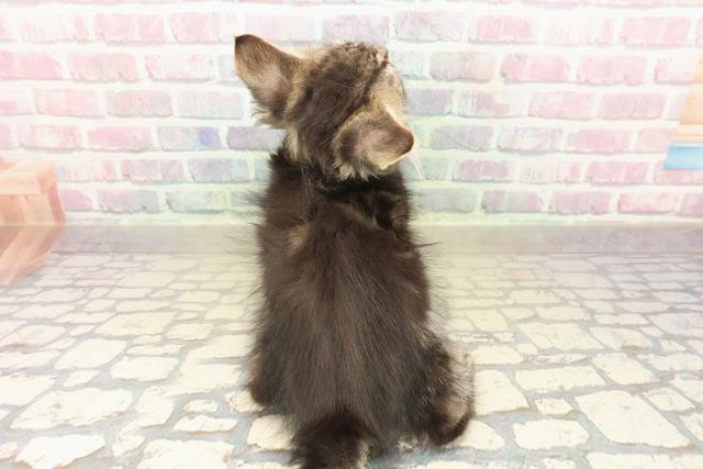 栃木県のメインクーン (Coo&RIKUFKDインターパーク店/2025年9月11日生まれ/女の子/ブラウンタビー)の子猫の4枚目の画像