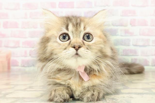 東京都のミヌエット (Coo&RIKU福生店/2025年9月11日生まれ/女の子/ブラウンパッチドタビー)の子猫の1枚目の画像