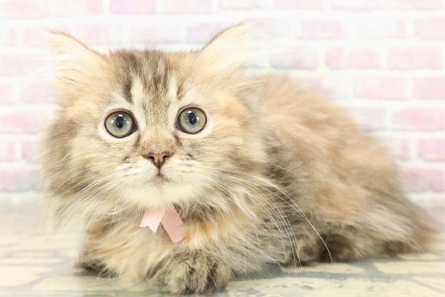 東京都のミヌエット (Coo&RIKU福生店/2025年9月11日生まれ/女の子/ブラウンパッチドタビー)の子猫の2枚目の画像