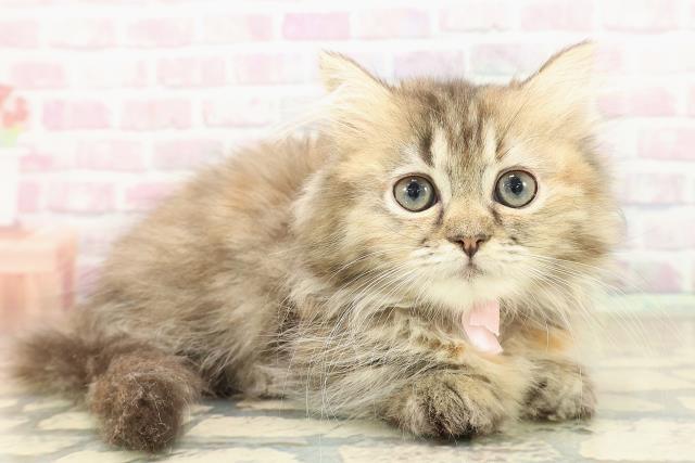 東京都のミヌエット (Coo&RIKU福生店/2025年9月11日生まれ/女の子/ブラウンパッチドタビー)の子猫の3枚目の画像