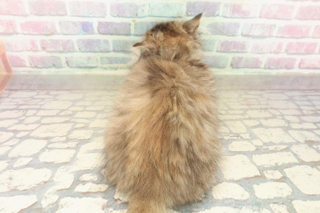 東京都のミヌエット (Coo&RIKU福生店/2025年9月11日生まれ/女の子/ブラウンパッチドタビー)の子猫の4枚目の画像