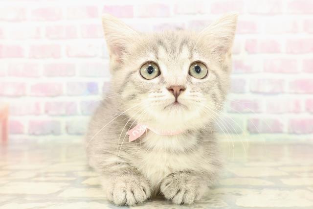 東京都のミヌエット (Coo&RIKU八王子西店/2025年9月15日生まれ/女の子/ブルータビー)の子猫の1枚目の画像