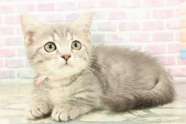 東京都のミヌエット (Coo&RIKU八王子西店/2025年9月15日生まれ/女の子/ブルータビー)の子猫の2枚目の画像