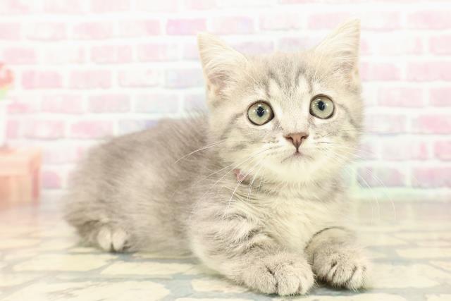 東京都のミヌエット (Coo&RIKU八王子西店/2025年9月15日生まれ/女の子/ブルータビー)の子猫の3枚目の画像