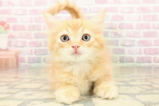 神奈川県のラガマフィン (Coo&RIKU小田原店/2025年10月1日生まれ/男の子/レッドタビー)の子猫の1枚目の画像