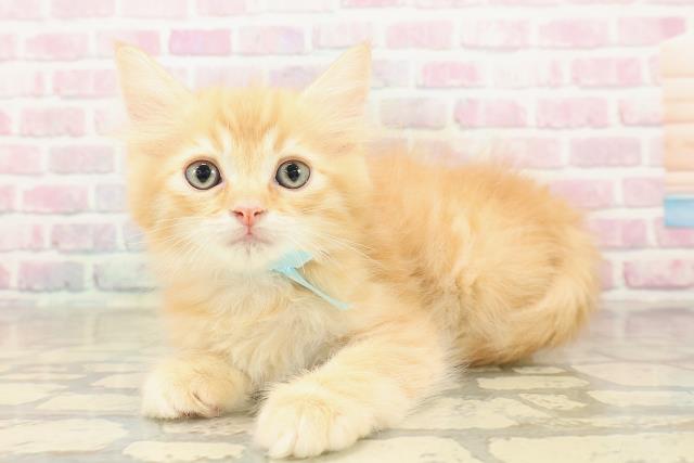 神奈川県のラガマフィン (Coo&RIKU小田原店/2025年10月1日生まれ/男の子/レッドタビー)の子猫の2枚目の画像