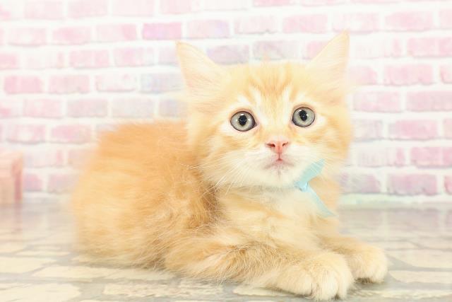 神奈川県のラガマフィン (Coo&RIKU小田原店/2025年10月1日生まれ/男の子/レッドタビー)の子猫の3枚目の画像