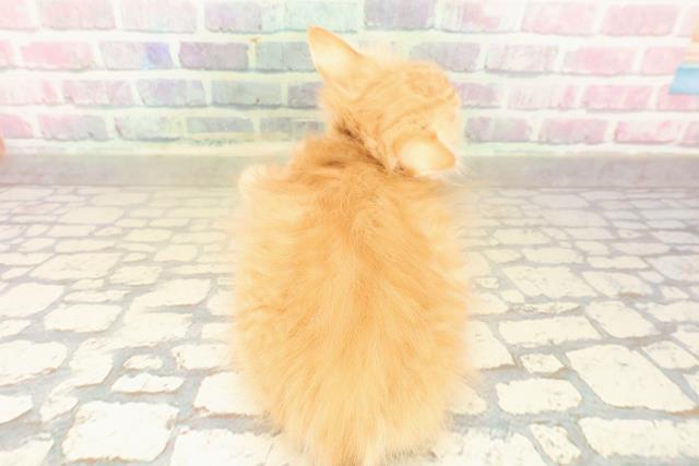 神奈川県のラガマフィン (Coo&RIKU小田原店/2025年10月1日生まれ/男の子/レッドタビー)の子猫の4枚目の画像