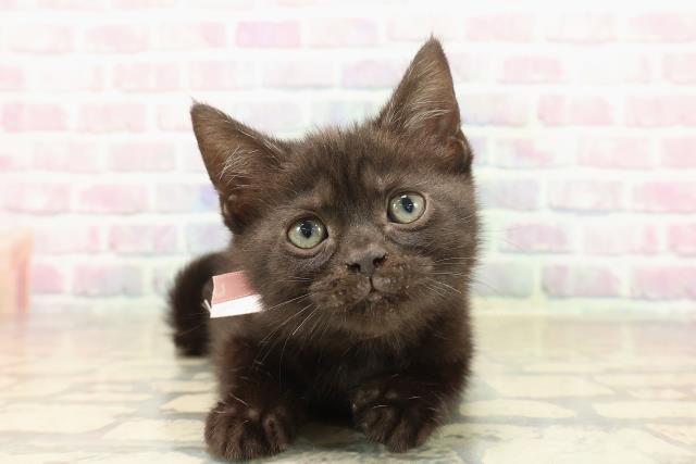 栃木県のアメリカンショートヘアー (Coo&RIKUイオンタウン佐野店/2025年9月29日生まれ/女の子/ブラックスモーク)の子猫の1枚目の画像