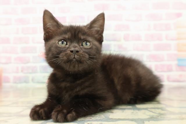 栃木県のアメリカンショートヘアー (Coo&RIKUイオンタウン佐野店/2025年9月29日生まれ/女の子/ブラックスモーク)の子猫の2枚目の画像