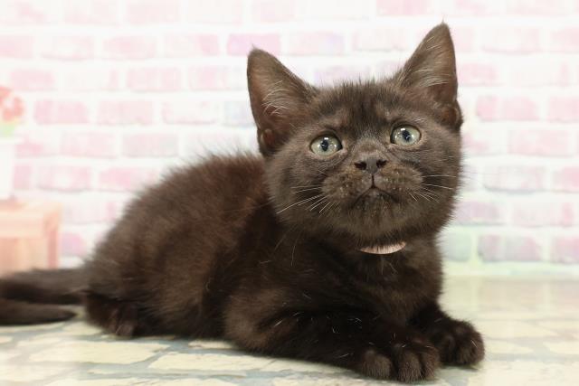 栃木県のアメリカンショートヘアー (Coo&RIKUイオンタウン佐野店/2025年9月29日生まれ/女の子/ブラックスモーク)の子猫の3枚目の画像