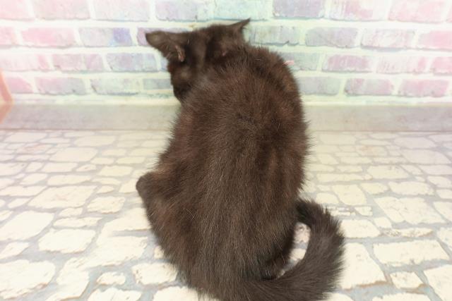 栃木県のアメリカンショートヘアー (Coo&RIKUイオンタウン佐野店/2025年9月29日生まれ/女の子/ブラックスモーク)の子猫の4枚目の画像