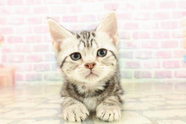 栃木県のアメリカンショートヘアー (Coo&RIKU宇都宮店/2025年9月29日生まれ/女の子/シルバークラシックタビー)の子猫の1枚目の画像