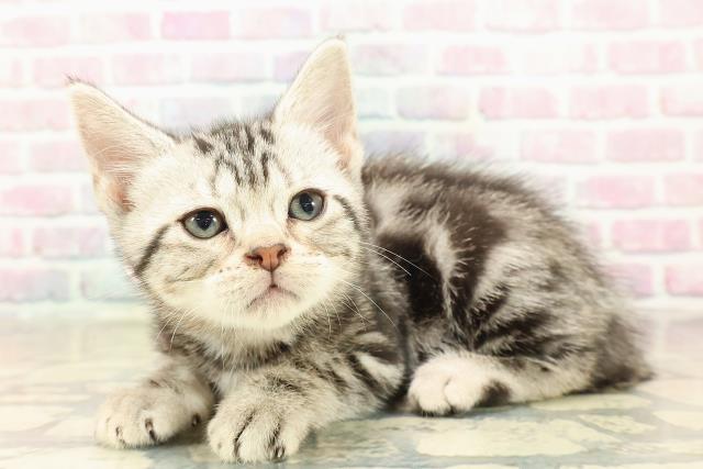 栃木県のアメリカンショートヘアー (Coo&RIKU宇都宮店/2025年9月29日生まれ/女の子/シルバークラシックタビー)の子猫の2枚目の画像