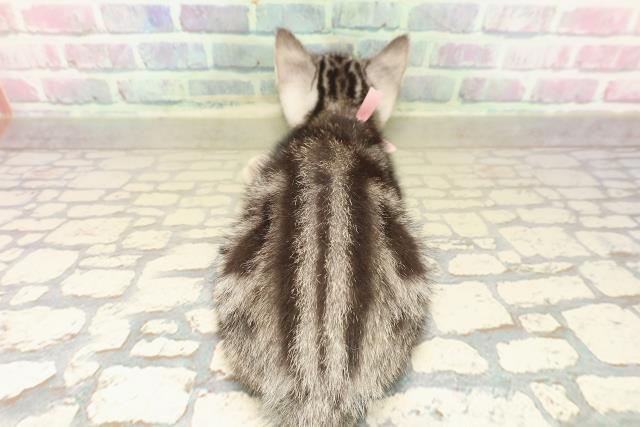 栃木県のアメリカンショートヘアー (Coo&RIKU宇都宮店/2025年9月29日生まれ/女の子/シルバークラシックタビー)の子猫の4枚目の画像