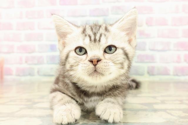 神奈川県のアメリカンショートヘアー (Coo&RIKU藤沢店/2025年9月29日生まれ/女の子/シルバークラシックタビー)の子猫の1枚目の画像