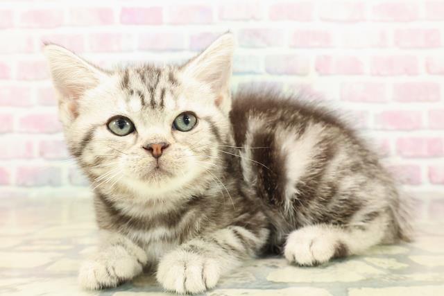 神奈川県のアメリカンショートヘアー (Coo&RIKU藤沢店/2025年9月29日生まれ/女の子/シルバークラシックタビー)の子猫の2枚目の画像