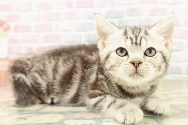 神奈川県のアメリカンショートヘアー (Coo&RIKU藤沢店/2025年9月29日生まれ/女の子/シルバークラシックタビー)の子猫の3枚目の画像