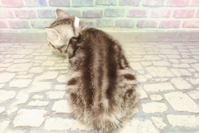 神奈川県のアメリカンショートヘアー (Coo&RIKU藤沢店/2025年9月29日生まれ/女の子/シルバークラシックタビー)の子猫の4枚目の画像