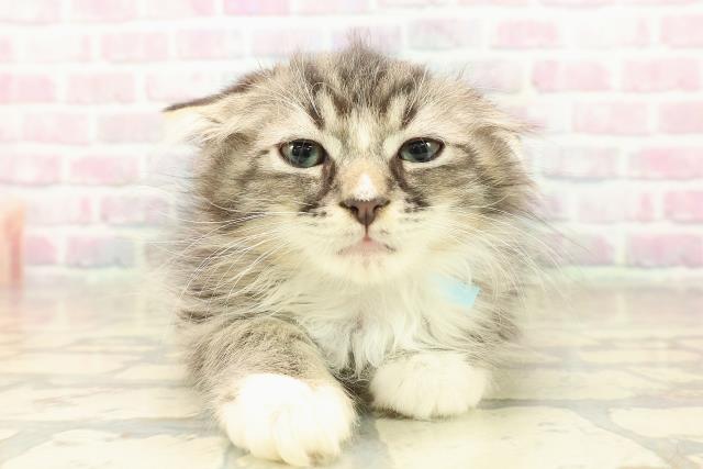 神奈川県のラガマフィン (Coo&RIKU横須賀店/2025年9月9日生まれ/男の子/ブラウンタビーホワイト)の子猫の1枚目の画像