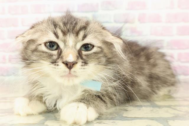 神奈川県のラガマフィン (Coo&RIKU横須賀店/2025年9月9日生まれ/男の子/ブラウンタビーホワイト)の子猫の2枚目の画像