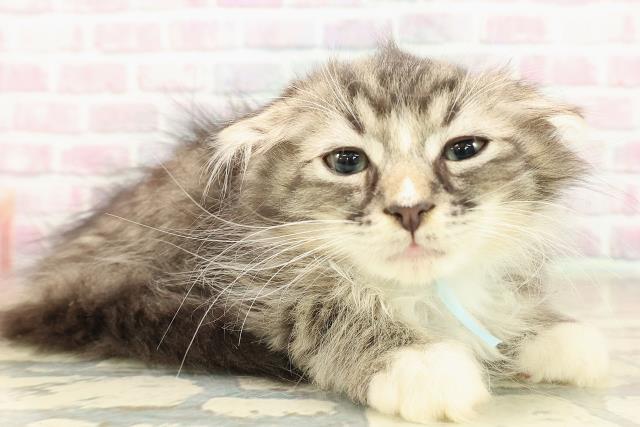 神奈川県のラガマフィン (Coo&RIKU横須賀店/2025年9月9日生まれ/男の子/ブラウンタビーホワイト)の子猫の3枚目の画像