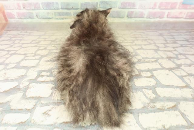 神奈川県のラガマフィン (Coo&RIKU横須賀店/2025年9月9日生まれ/男の子/ブラウンタビーホワイト)の子猫の4枚目の画像