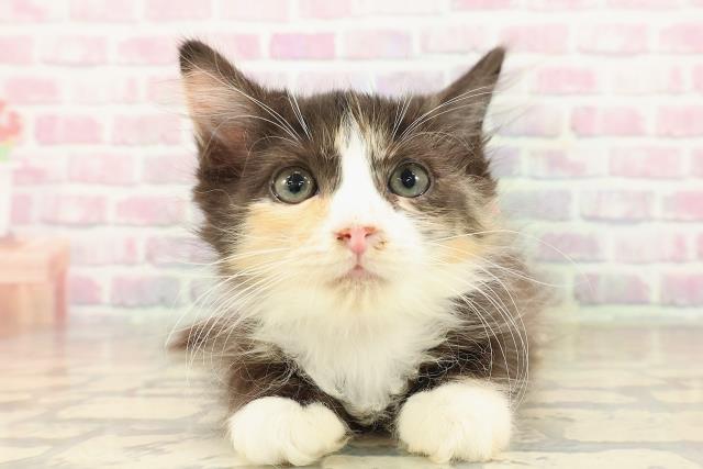 埼玉県のラガマフィン (Coo&RIKUアニマルケアセンター大宮/2025年9月9日生まれ/女の子/キャリコ)の子猫の1枚目の画像