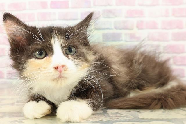 埼玉県のラガマフィン (Coo&RIKUアニマルケアセンター大宮/2025年9月9日生まれ/女の子/キャリコ)の子猫の2枚目の画像