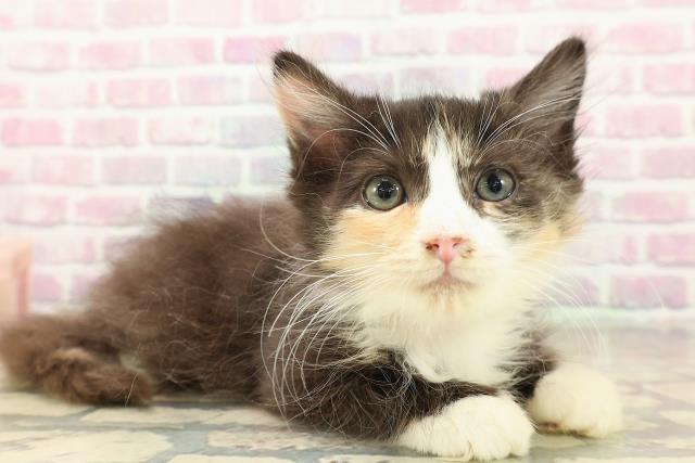 埼玉県のラガマフィン (Coo&RIKUアニマルケアセンター大宮/2025年9月9日生まれ/女の子/キャリコ)の子猫の3枚目の画像