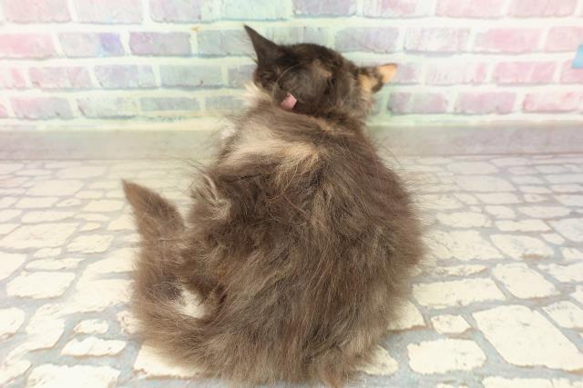 埼玉県のラガマフィン (Coo&RIKUアニマルケアセンター大宮/2025年9月9日生まれ/女の子/キャリコ)の子猫の4枚目の画像