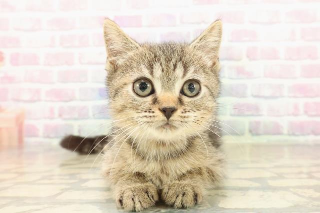 東京都のマンチカン (Coo&RIKU八王子西店/2025年9月7日生まれ/女の子/ブラウンタビー)の子猫