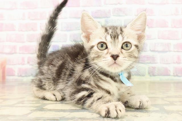 神奈川県のスコティッシュフォールド (Coo&RIKU藤沢店/2025年9月26日生まれ/男の子/シルバークラシックタビー)の子猫の3枚目の画像