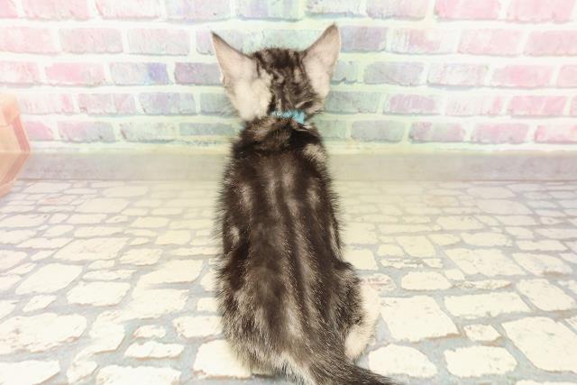 神奈川県のスコティッシュフォールド (Coo&RIKU藤沢店/2025年9月26日生まれ/男の子/シルバークラシックタビー)の子猫の4枚目の画像