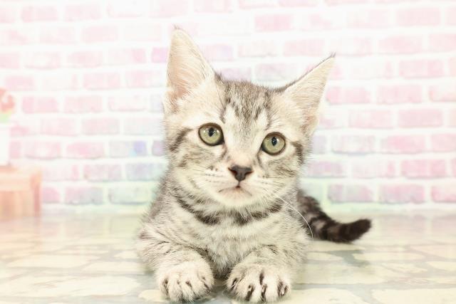 神奈川県のスコティッシュフォールド (Coo&RIKU横須賀店/2025年9月26日生まれ/女の子/シルバーマッカレルタビー)の子猫の1枚目の画像