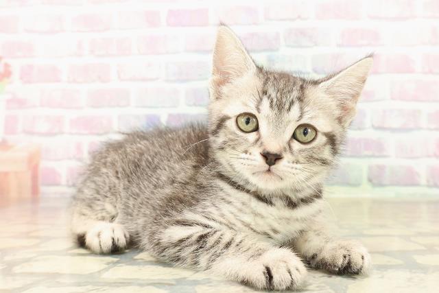 神奈川県のスコティッシュフォールド (Coo&RIKU横須賀店/2025年9月26日生まれ/女の子/シルバーマッカレルタビー)の子猫の3枚目の画像