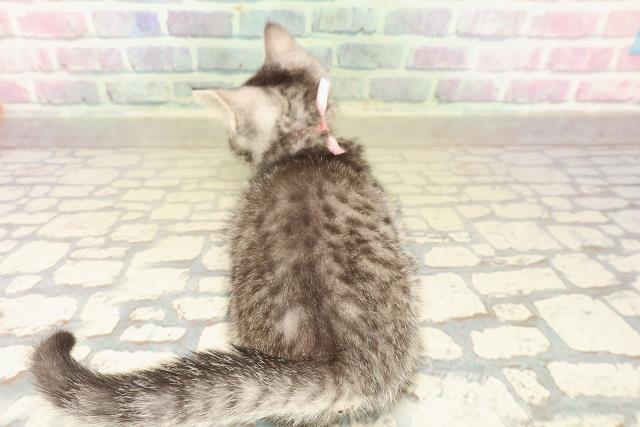 神奈川県のスコティッシュフォールド (Coo&RIKU横須賀店/2025年9月26日生まれ/女の子/シルバーマッカレルタビー)の子猫の4枚目の画像